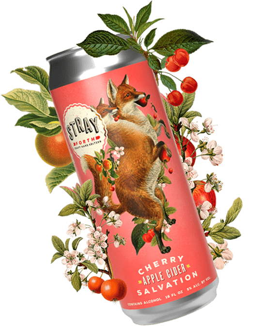 16oz can of Cherry Apple Cider Salvation